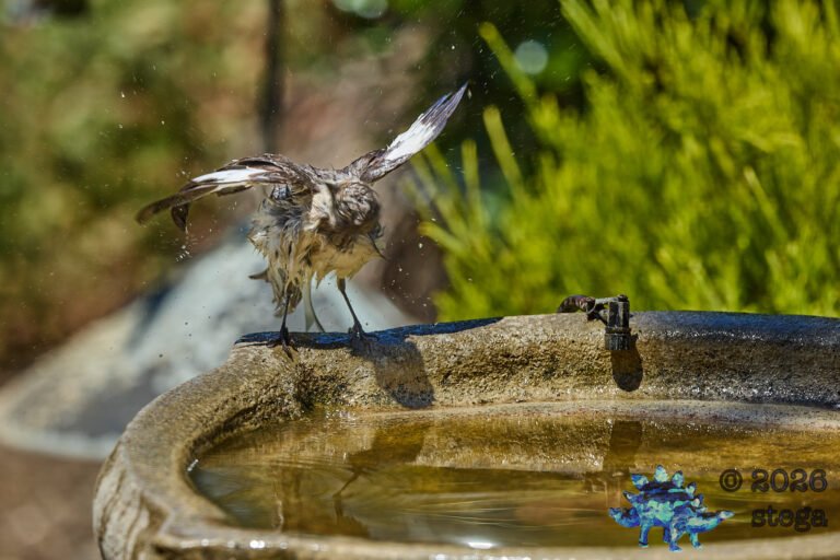 Northern Mockingbird