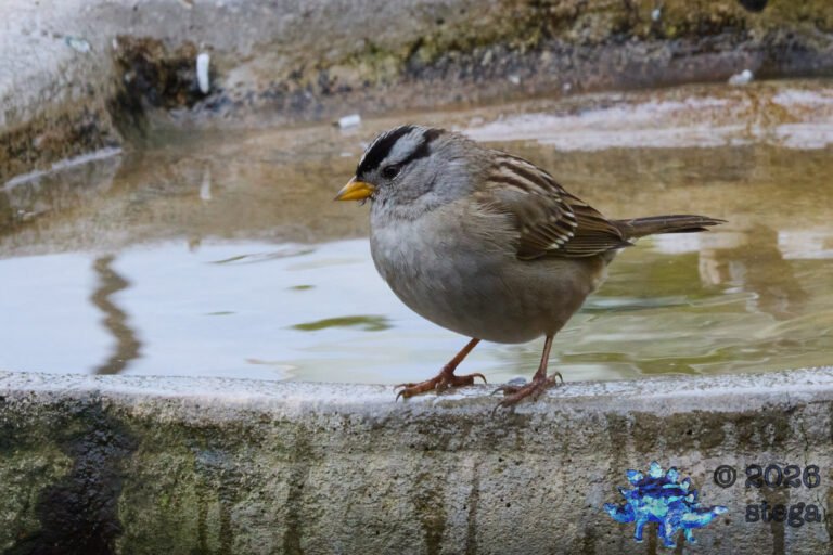 White-Crowned Sparrow