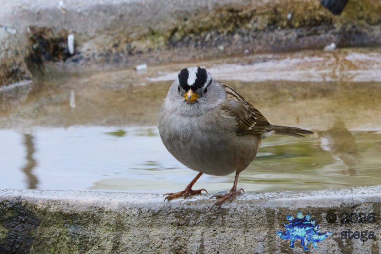 White-Crowned Sparrow