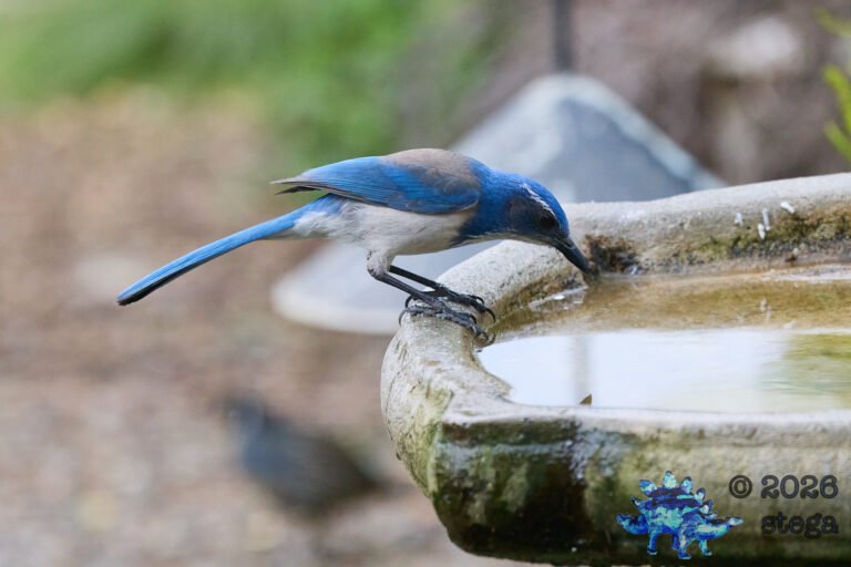 California Scrub Jay