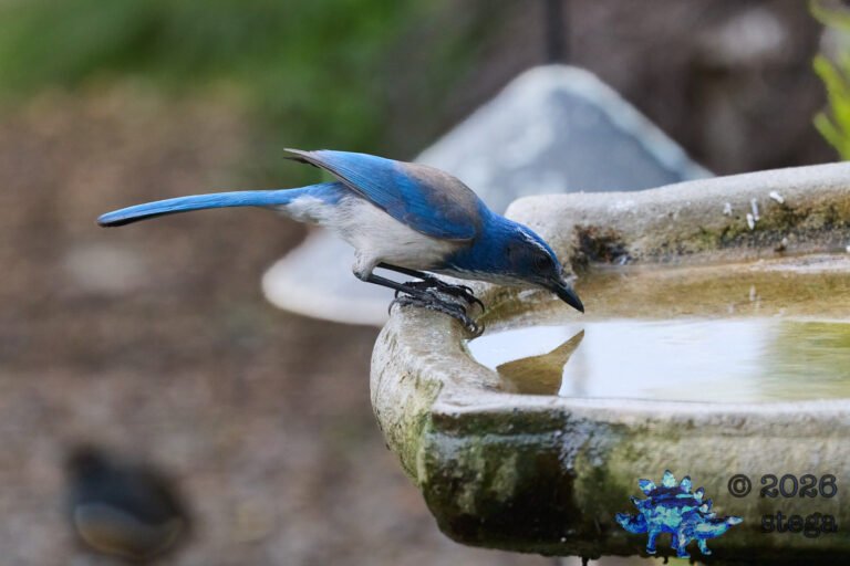 California Scrub Jay