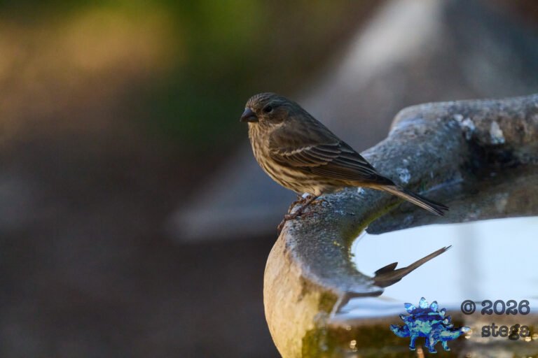 House Finch