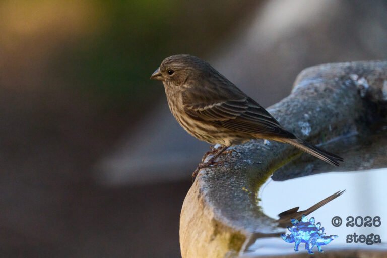 House Finch