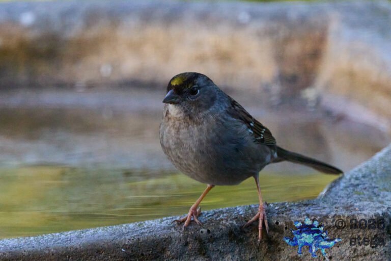Gold-Crowned Sparrow