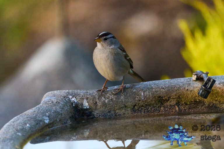 White-Crowned Sparrow