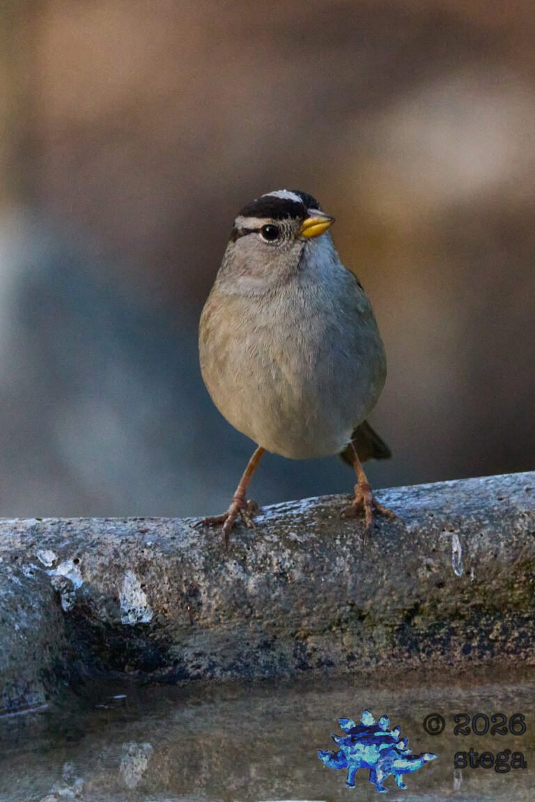 White-Crowned Sparrow