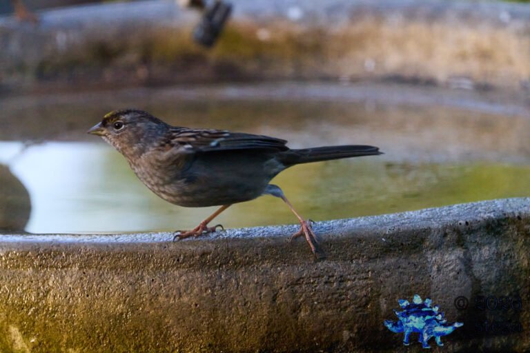 Gold-Crowned Sparrow