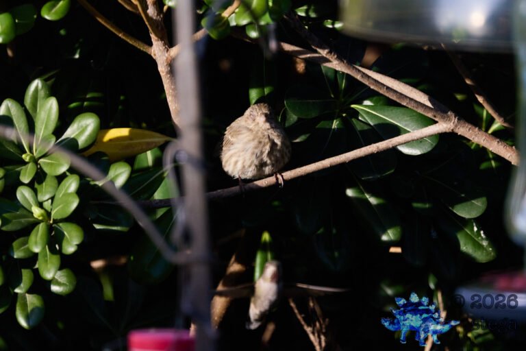 House Finch, Injury