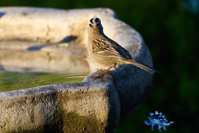 White-Crowned Sparrow