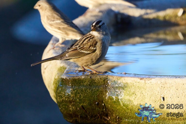 White-Crowned Sparrow