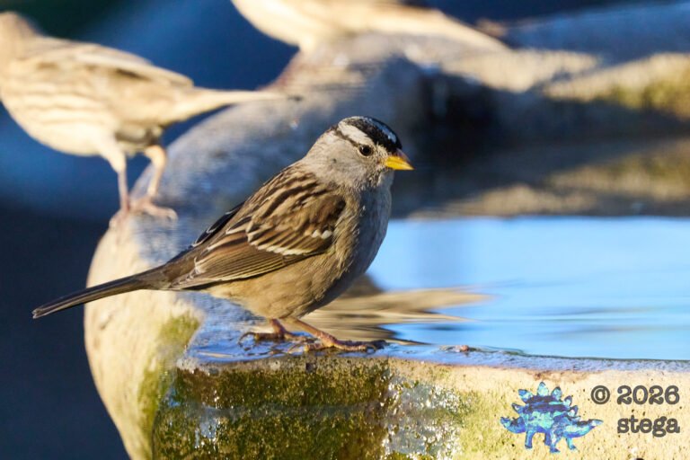 White-Crowned Sparrow