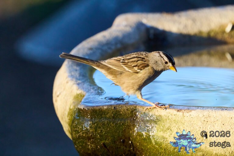 White-Crowned Sparrow