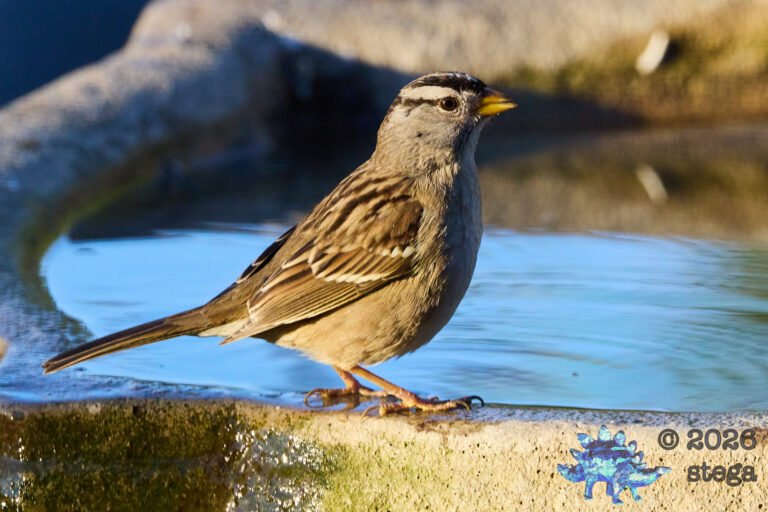 White-Crowned Sparrow