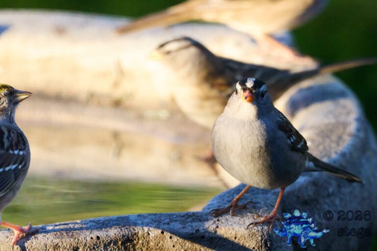 White-Crowned Sparrow