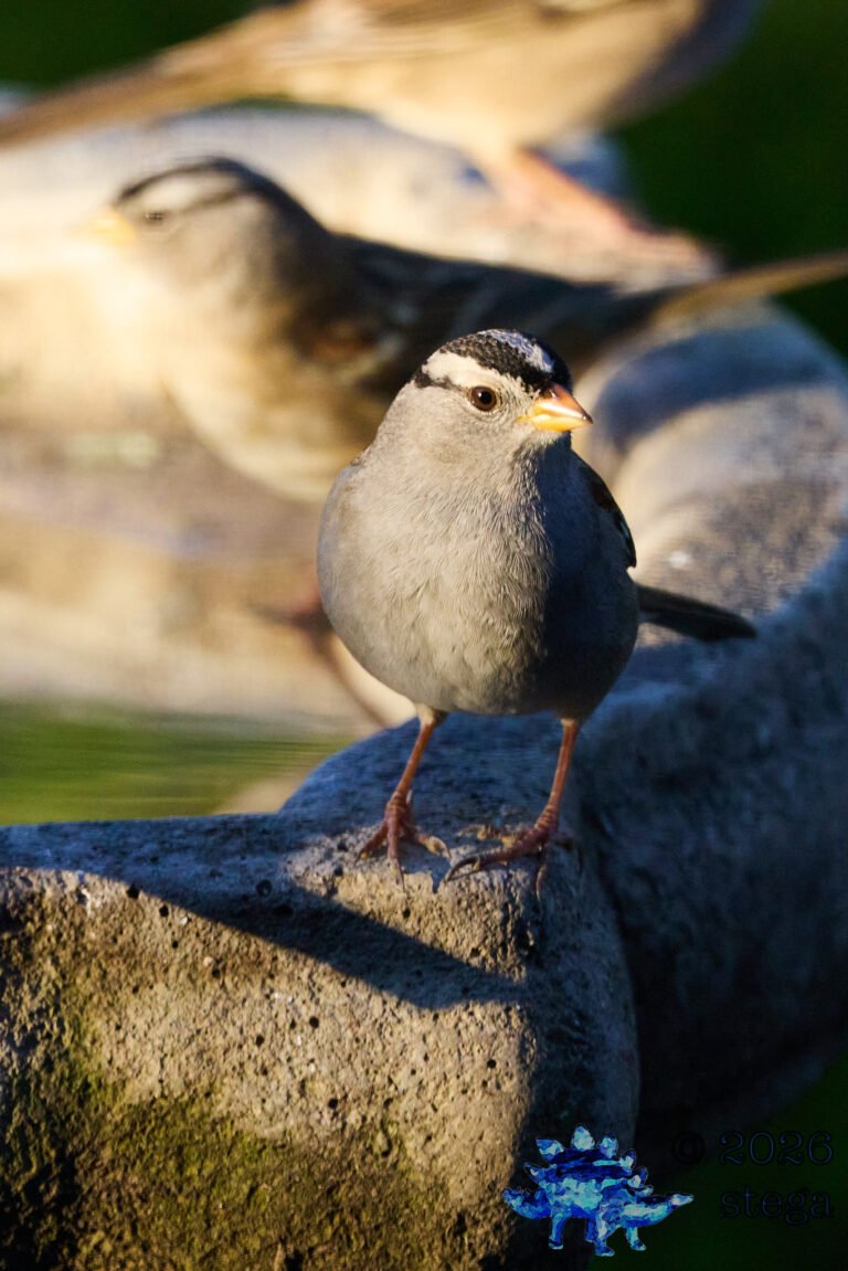 White-Crowned Sparrow