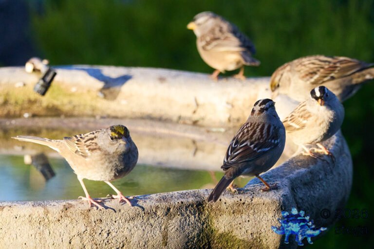 Gold-Crowned Sparrow, White-Crowned Sparrow