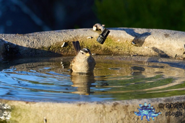 White-Crowned Sparrow