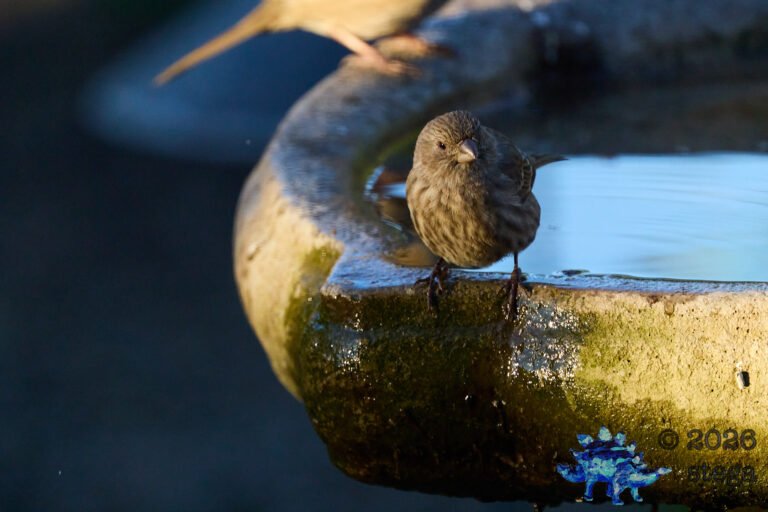 House Finch