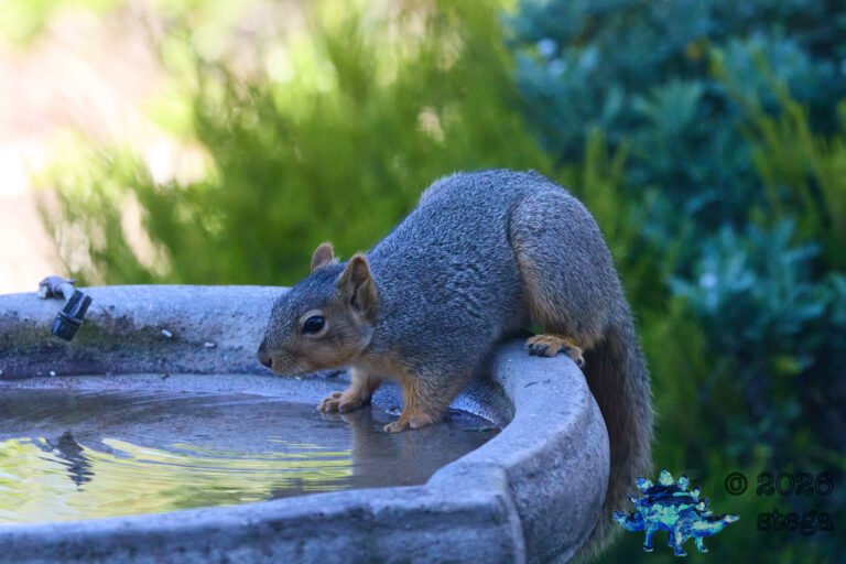 Fox Squirrel