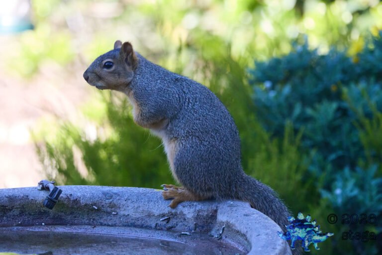 Fox Squirrel