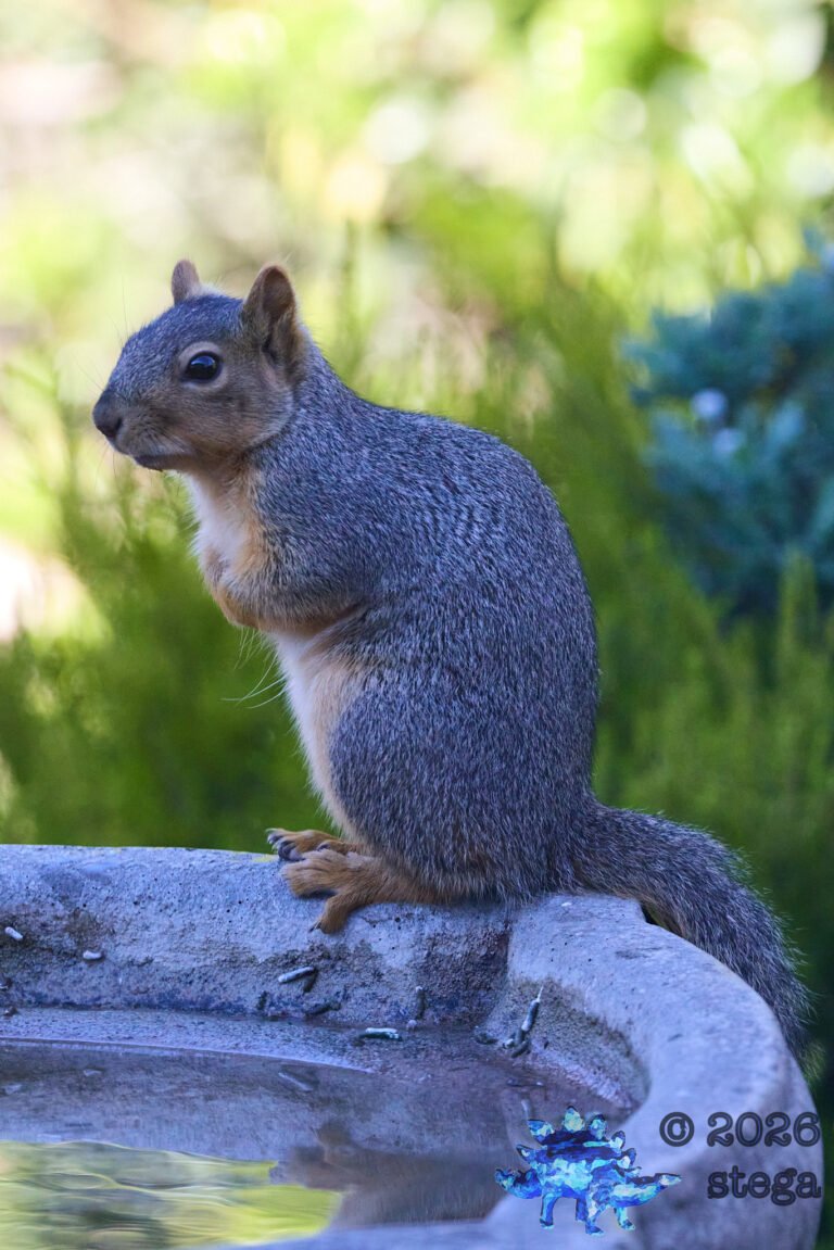 Fox Squirrel