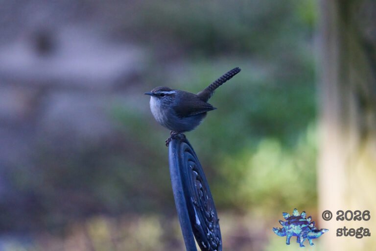 Bewick’s Wren