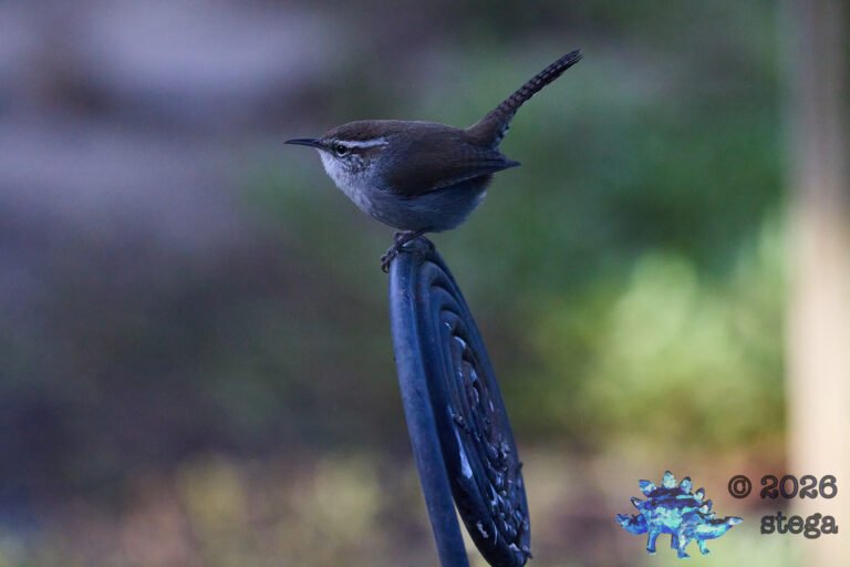 Bewick’s Wren