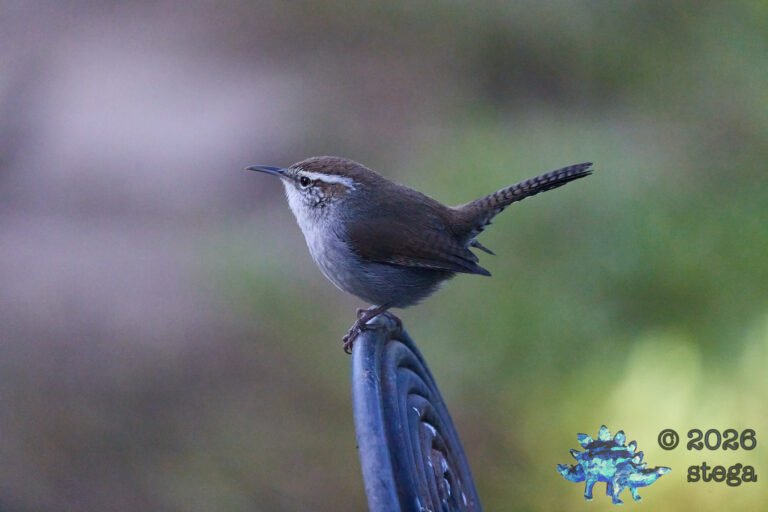 Bewick’s Wren