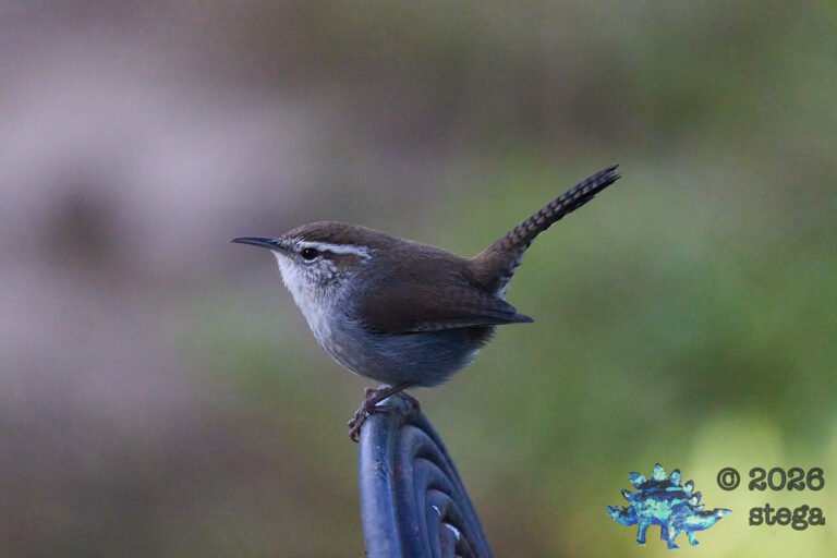 Bewick’s Wren