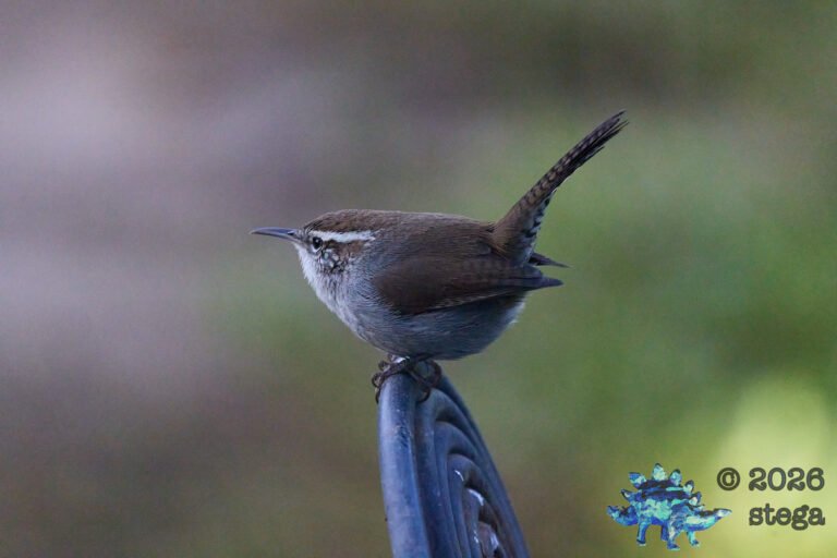 Bewick’s Wren