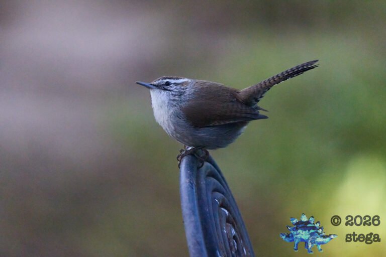 Bewick’s Wren