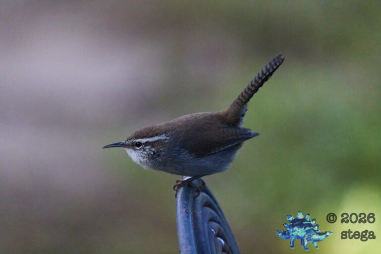 Bewick’s Wren