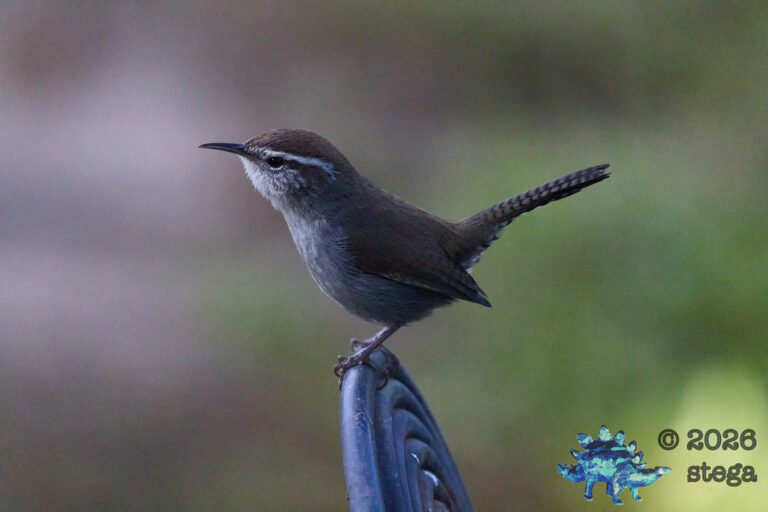 Bewick’s Wren