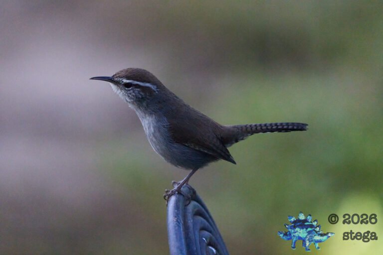 Bewick’s Wren