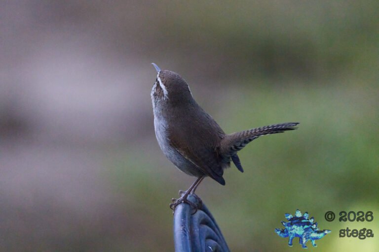 Bewick’s Wren