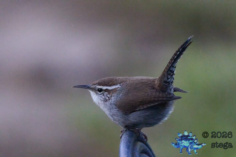 Bewick’s Wren