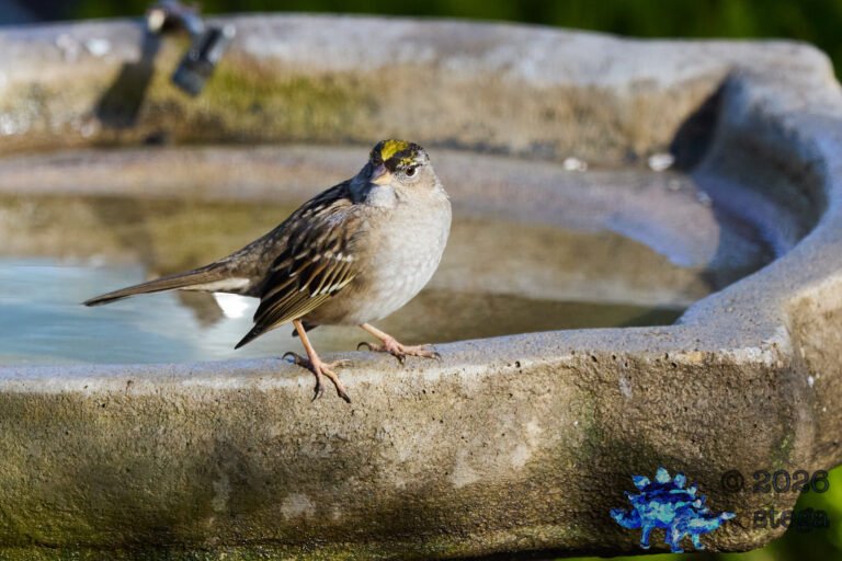 Gold-Crowned Sparrow