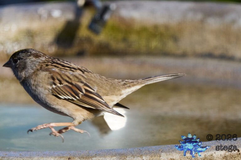 Gold-Crowned Sparrow