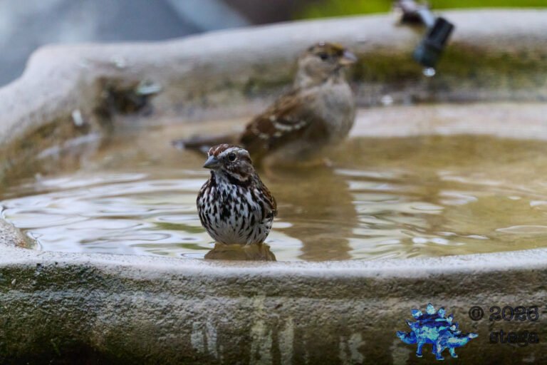 Song Sparrow