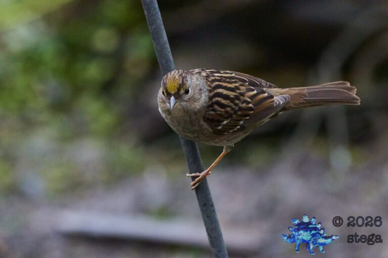 Gold-Crowned Sparrow