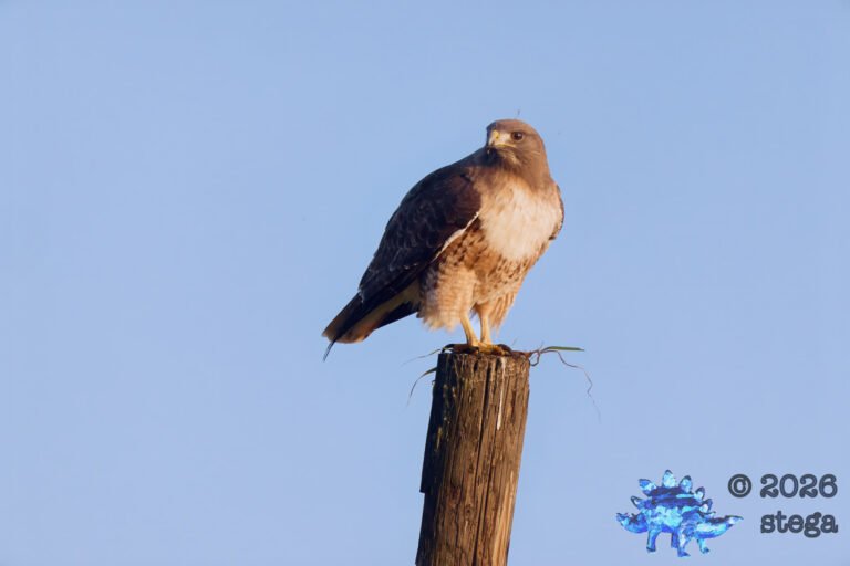 Red-Tailed Hawk