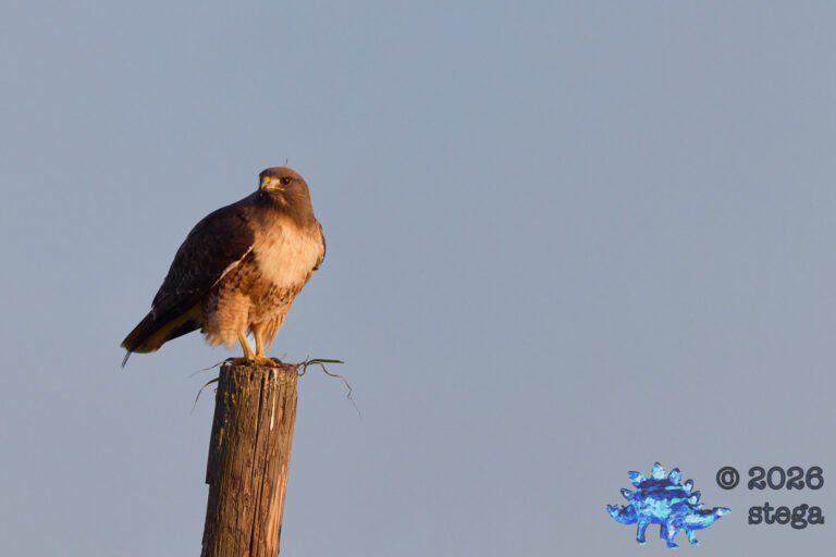 Red-Tailed Hawk