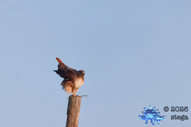 Red-Tailed Hawk
