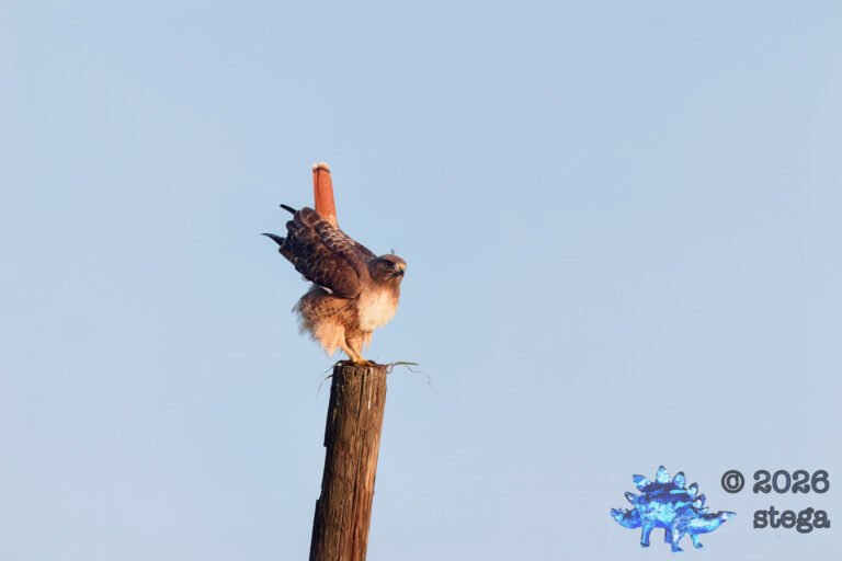 Red-Tailed Hawk