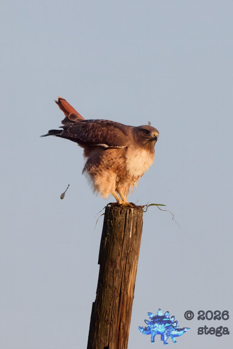 Red-Tailed Hawk