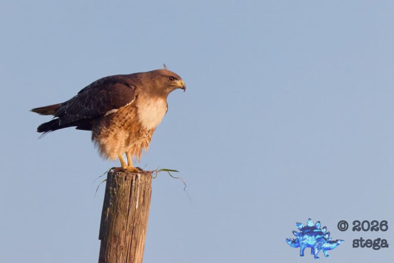 Red-Tailed Hawk