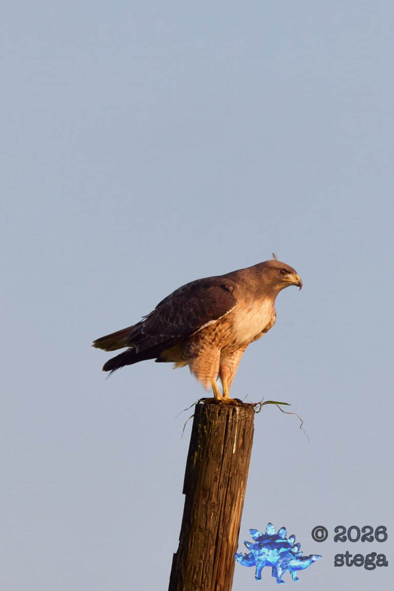 Red-Tailed Hawk