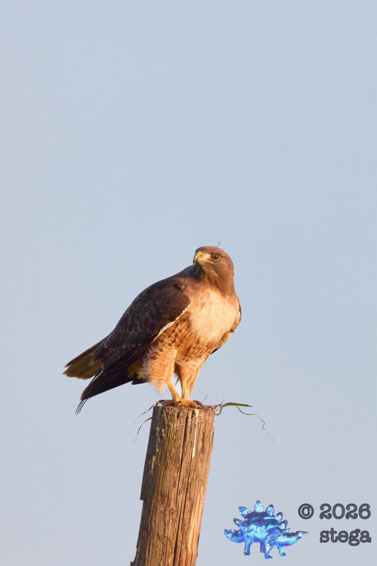 Red-Tailed Hawk