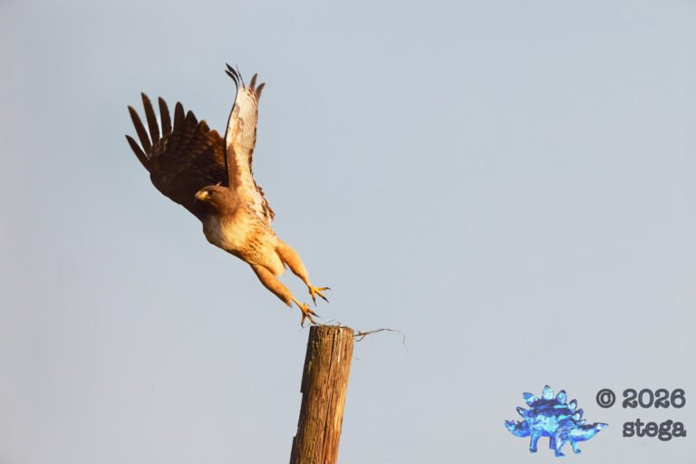 Red-Tailed Hawk