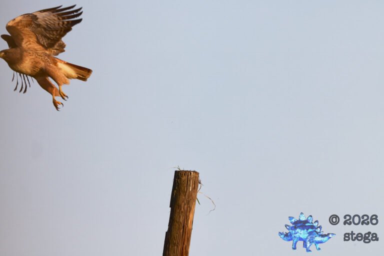 Red-Tailed Hawk